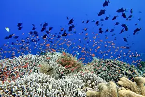 Marine Park Prints: Indonesia Bunaken - Marine life Coral reef with tropical fish