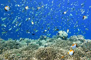 Marine Park Prints: Indonesia Bunaken - Marine life Coral reef with tropical fish