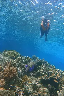 Marine Park Prints: Indonesia Bunaken - Marine life Coral reef with tropical fish