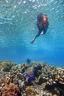 Marine Park Prints: Indonesia Bunaken - Marine life Coral reef with tropical fish