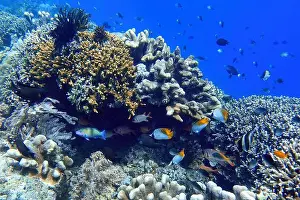 Marine Park Prints: Indonesia Bunaken - Marine life Coral reef with tropical fish