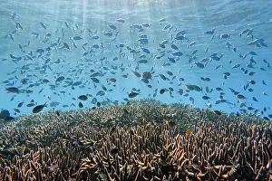 Marine Park Prints: Indonesia Bunaken - Marine life Coral reef with tropical fish
