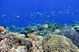 Marine Park Prints: Indonesia Bunaken - Marine life Coral reef with tropical fish