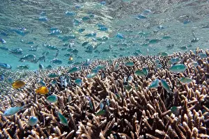 Marine Park Prints: Indonesia Bunaken - Marine life Coral reef with tropical fish