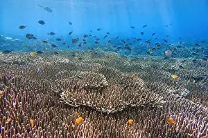 Marine Park Prints: Indonesia Bunaken - Marine life Coral reef with tropical fish