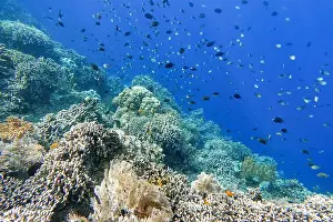 Marine Park Prints: Indonesia Bunaken - Marine life Coral reef with tropical fish