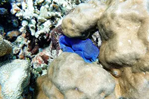 Tropical Fish Prints: Indonesia Bunaken - Marine life Coral reef with tropical fish