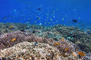 Tropical Fish Prints: Indonesia Bunaken - Marine life Coral reef with tropical fish