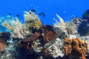 Tropical Fish Prints: Indonesia Bunaken - Marine life Coral reef with tropical fish