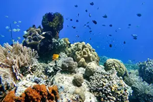 Tropical Fish Prints: Indonesia Bunaken - Marine life Coral reef with tropical fish