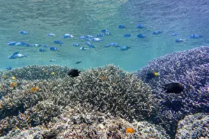 Tropical Fish Prints: Indonesia Bunaken - Marine life Coral reef with tropical fish