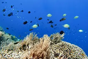 Tropical Fish Prints: Indonesia Bunaken - Marine life Coral reef with tropical fish