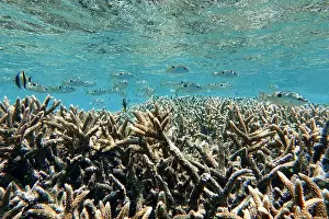 Tropical Fish Prints: Indonesia Bunaken - Marine life Coral reef with tropical fish