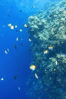 Tropical Fish Prints: Indonesia Bunaken - Marine life Coral reef with tropical fish