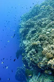 Tropical Fish Prints: Indonesia Bunaken - Marine life Coral reef with tropical fish