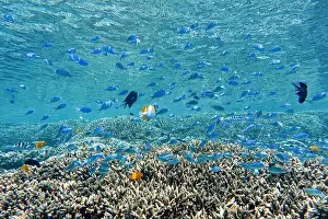 Tropical Fish Prints: Indonesia Bunaken - Marine life Coral reef with tropical fish