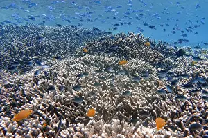 Tropical Fish Prints: Indonesia Bunaken - Marine life Coral reef with tropical fish