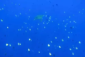 Marine Park Prints: Indonesia Bunaken - Marine life Coral reef with tropical fish and sea turtle