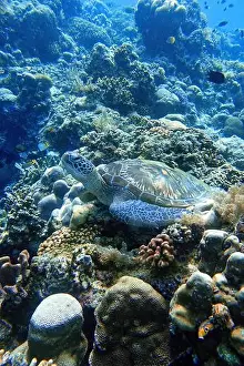 Marine Park Prints: Indonesia Bunaken - Marine life Coral reef with tropical fish and sea turtle