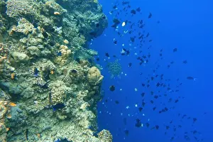 Marine Park Prints: Indonesia Bunaken - Marine life Coral reef with tropical fish and sea turtle
