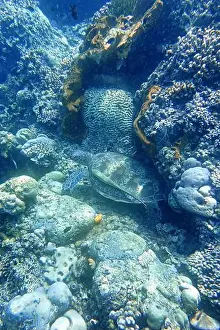 Marine Park Prints: Indonesia Bunaken - Marine life Coral reef with tropical fish and sea turtle