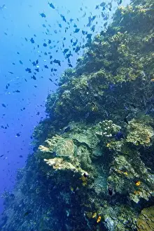 Marine Park Prints: Indonesia Bunaken - Marine life Coral reef with tropical fish and sea turtle