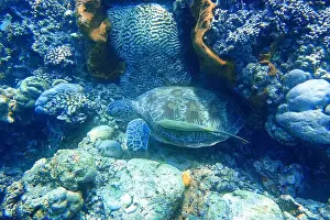 Marine Park Prints: Indonesia Bunaken - Marine life Coral reef with tropical fish and sea turtle