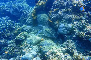 Marine Park Prints: Indonesia Bunaken - Marine life Coral reef with tropical fish and sea turtle