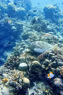 Marine Park Prints: Indonesia Bunaken - Marine life Coral reef with tropical fish and sea turtle
