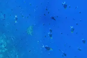 Marine Park Prints: Indonesia Bunaken - Marine life Coral reef with tropical fish and sea turtle