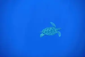 Marine Park Prints: Indonesia Bunaken - Marine life Coral reef with tropical fish and sea turtle