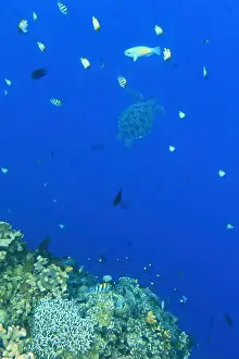 Marine Park Prints: Indonesia Bunaken - Marine life Coral reef with tropical fish and sea turtle