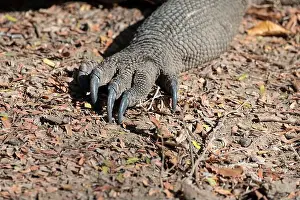 Claw Prints: Indonesia, Komodo Island, Komodo National Park