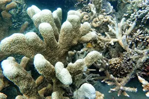 Pufferfish Prints: Indonesia Lembeh - Marine life Coral reef with Dwarf pufferfish