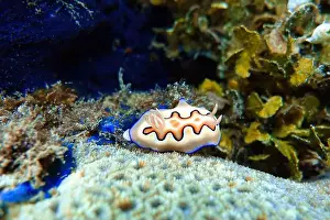 Sea Slug Prints: Indonesia Lembeh - Marine life Coral reef with Nudibranch - Sea slug - Goniobranchus coi