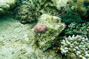Lembeh Prints: Indonesia Lembeh - Marine life Coral reef with Nudibranch - Sea slug - Goniobranchus reticulatus