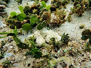 Scorpaenidae Prints: Indonesia Lembeh - Marine life Coral reef with Scorpionfish - Scorpaenidae