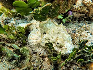 Scorpaenidae Prints: Indonesia Lembeh - Marine life Coral reef with Scorpionfish - Scorpaenidae