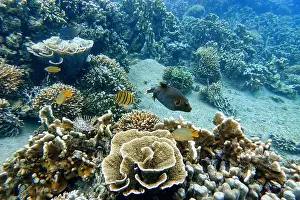Lembeh Prints: Indonesia Lembeh - Marine life Coral reef with tropical fish