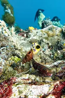 Synodontidae Prints: Indonesia Lembeh - Marine life - Lizardfish - Synodontidae