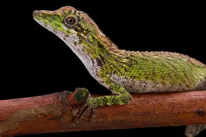 Agama Prints: Indonesian false bloodsucker, Pseudocalotes tympanistriga