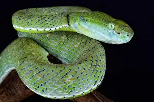 The Indonesian pit viper (Parias hageni)