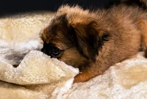 Awake Prints: Indoors photo of a little furry dog lying down on furry clothes