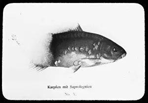 Diseases Prints: infection Date: undated Keywords: freshwater fishing Person name: saprolegnia