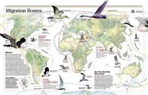 Mississippi Prints: Infographic on bird migration: behavior