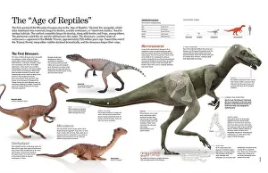 Reptiles Prints: Infographic of the dinosaurs that lived in the Triassic period