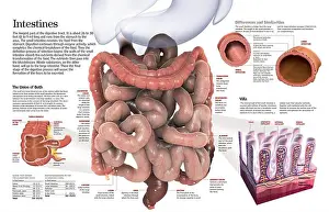 Stool Prints: Infographic of the large intestine and small intestine of the digestive apparatus