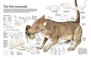 Mammalian Prints: Infographic of the origin and the evolution of mammals and Morganucodon
