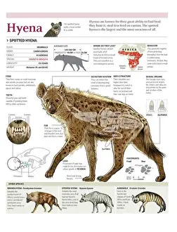 English Version Prints: Infographics of the anatomy, distribution and dentition of the spotted hyena