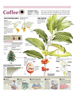 Planta Prints: Infographics of the coffee plant and cultivation